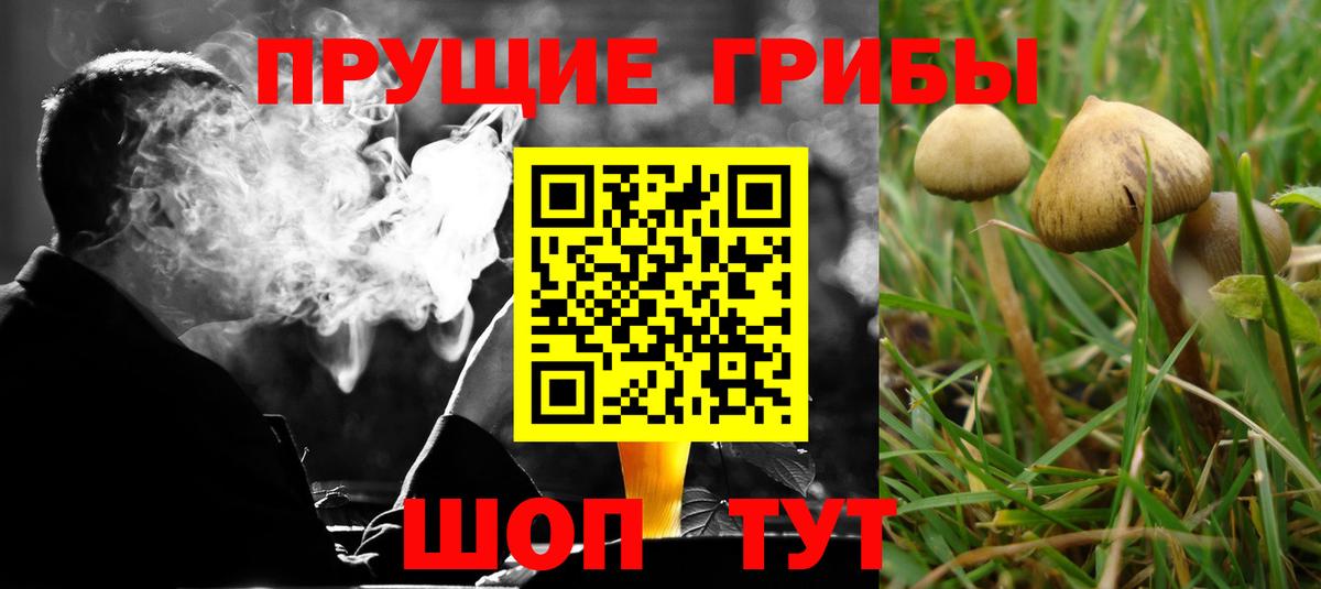 Галлюциногенные грибы Psilocybe Новоалександровск